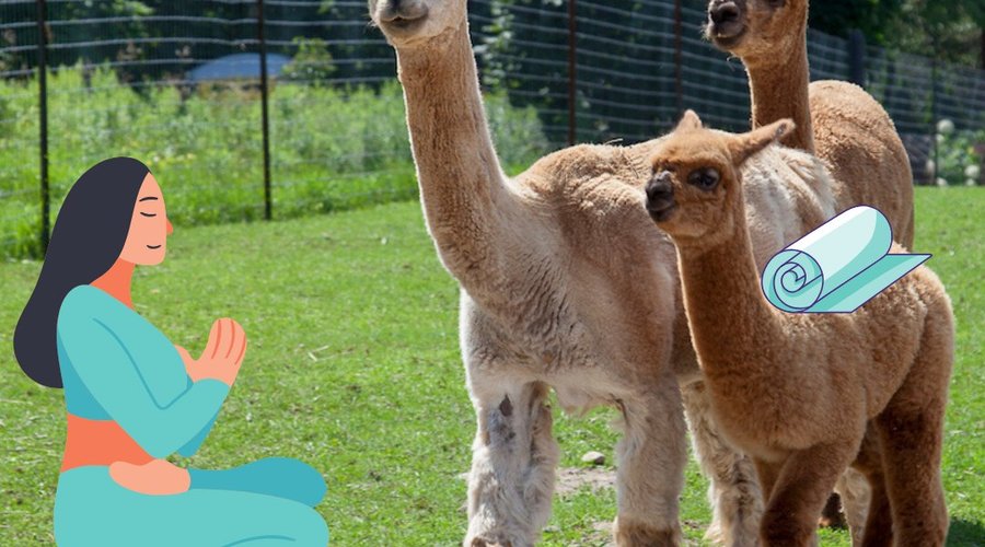 Alpaca Yoga coming soon!