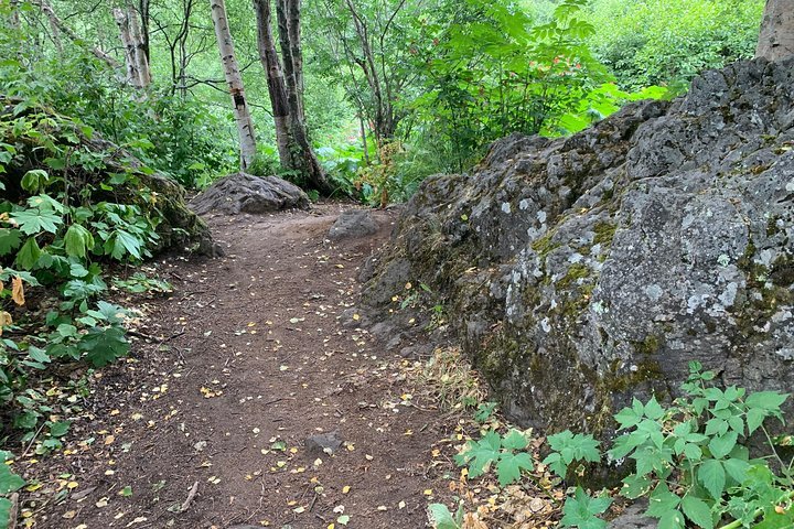 2023 Gentle Walking Tour Of Alaska's Boreal Rainforests