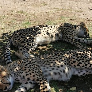 cheetah outreach tour