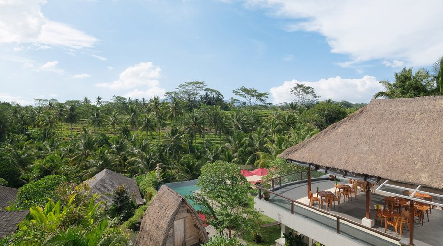 Rice Fields View