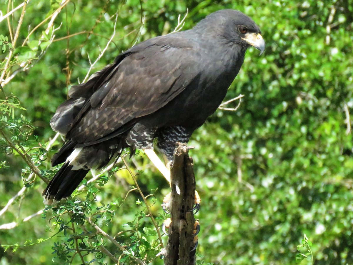 Birding in Belize with Paradise Expeditions (San Ignacio) - All You ...