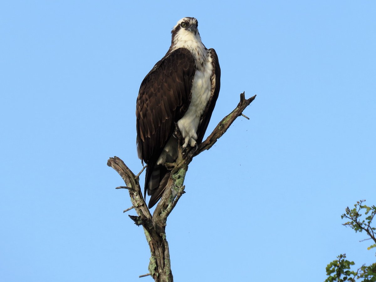 Birding in Belize with Paradise Expeditions (San Ignacio) - All You ...