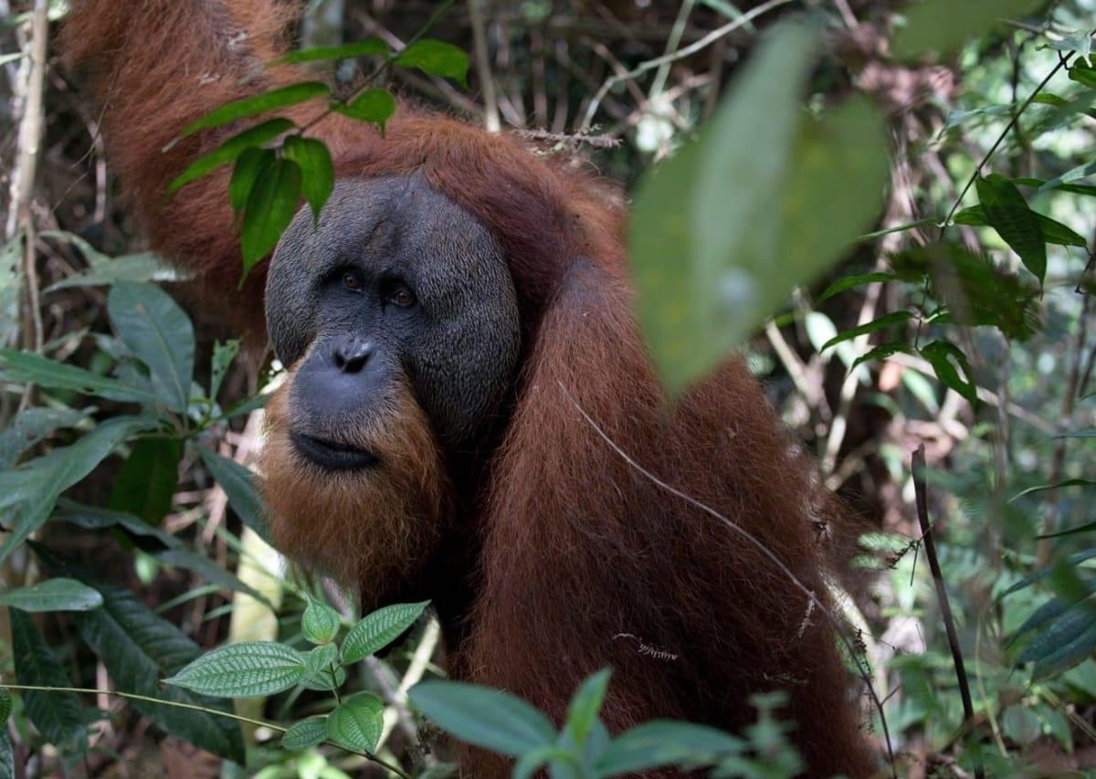 Jungle explore (Bukit Lawang, Indonesia): Hours, Address, - Tripadvisor