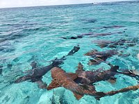 Hol Chan Marine Reserve tackles irregular fishing activities; adds more  patrols around island waters - The San Pedro Sun