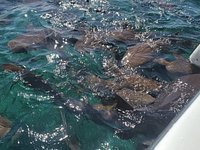 Hol Chan Marine Reserve tackles irregular fishing activities; adds more  patrols around island waters - The San Pedro Sun