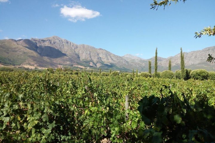 Franschhoek Village Cycle 3 Hour Heritage and Wines | South Africa