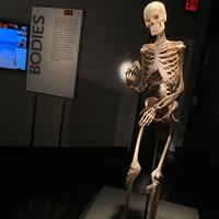 Bodies The Exhibition (Las Vegas) - All You Need to Know BEFORE You Go