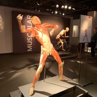 Bodies The Exhibition (Las Vegas) - All You Need to Know BEFORE You Go