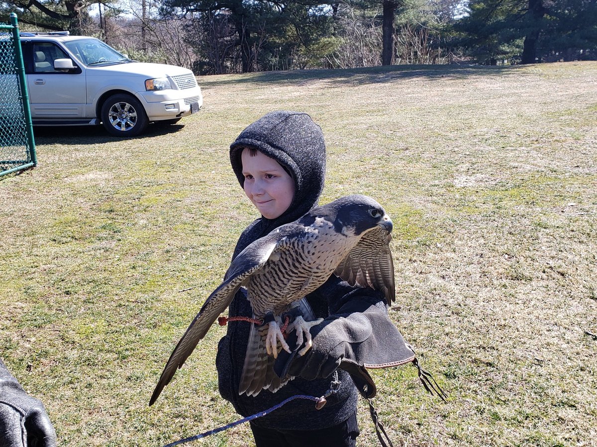 Brief foray into eagle aviary sees excitement build. - Elite Falconry