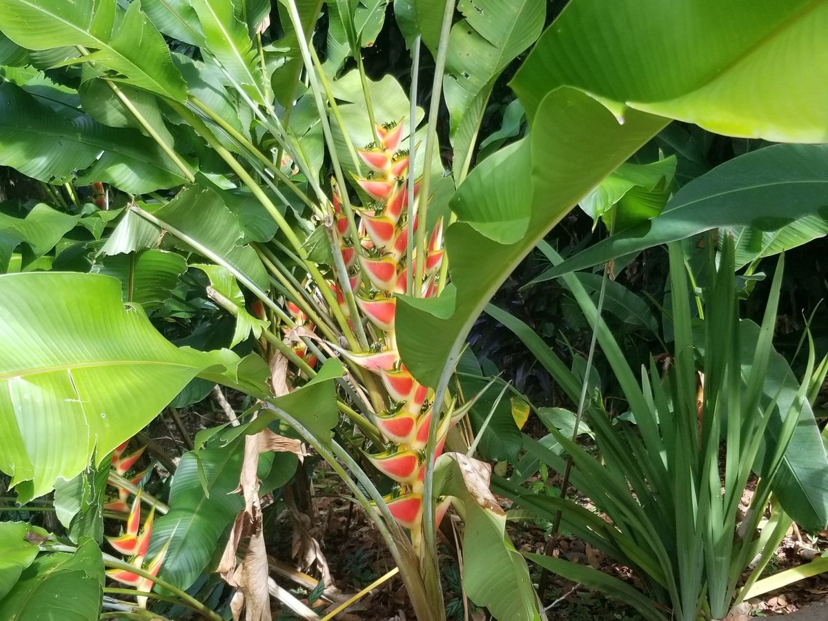 Heliconia Forest Gardens 