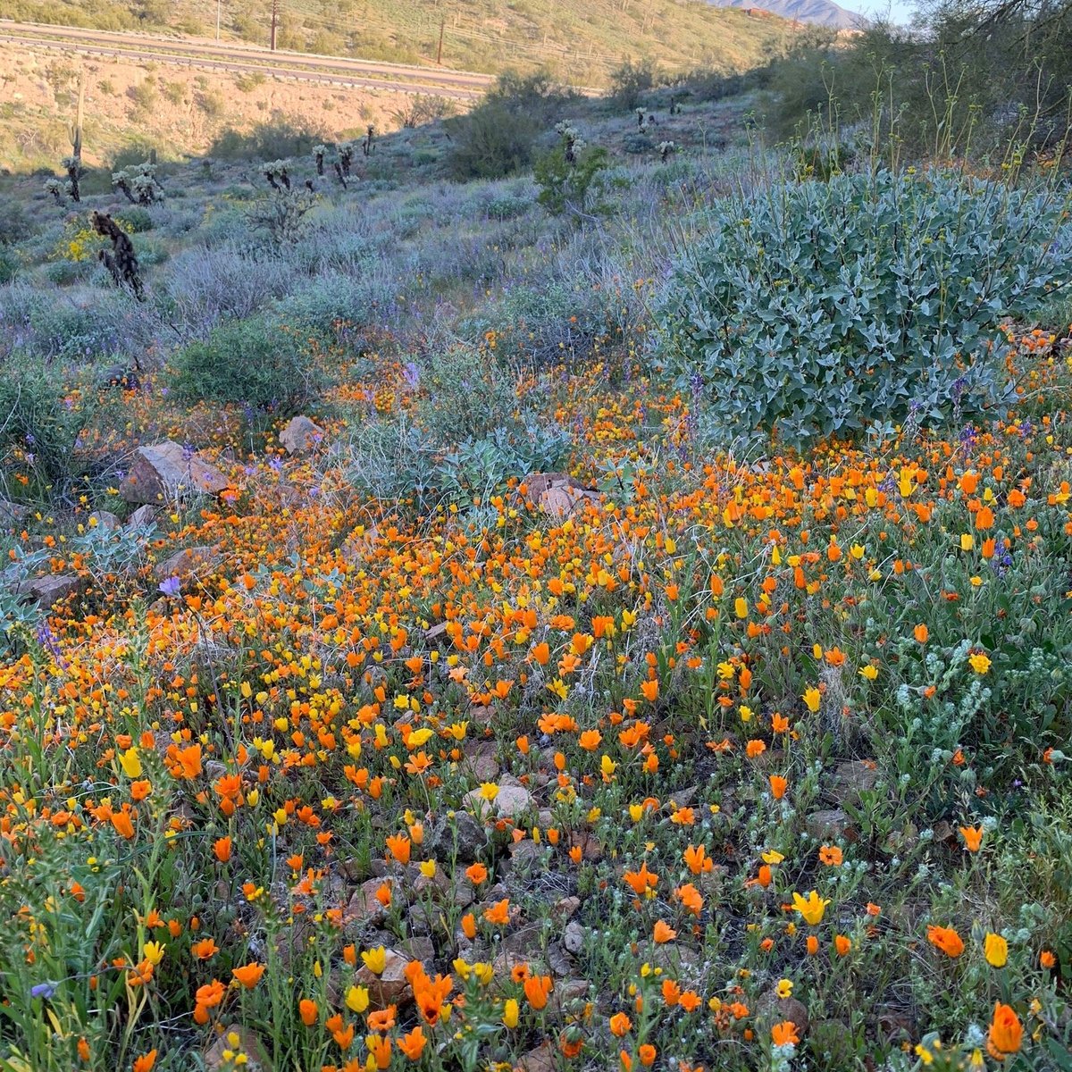 Phoenix Sonoran Desert Preserve - All You Need to Know BEFORE You Go (2024)