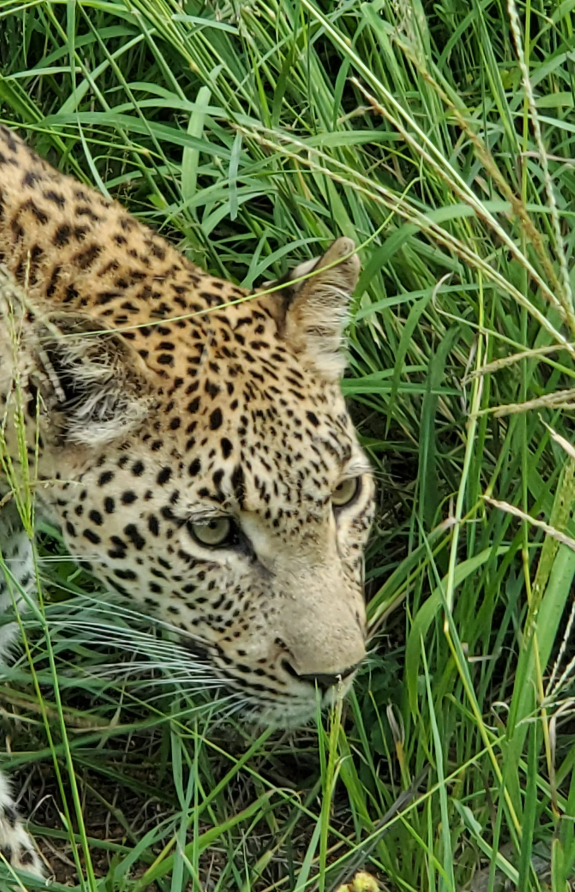 SABI SABI LITTLE BUSH CAMP (SABI SAND GAME RESERVE, ÁFRICA DO SUL): 428 ...