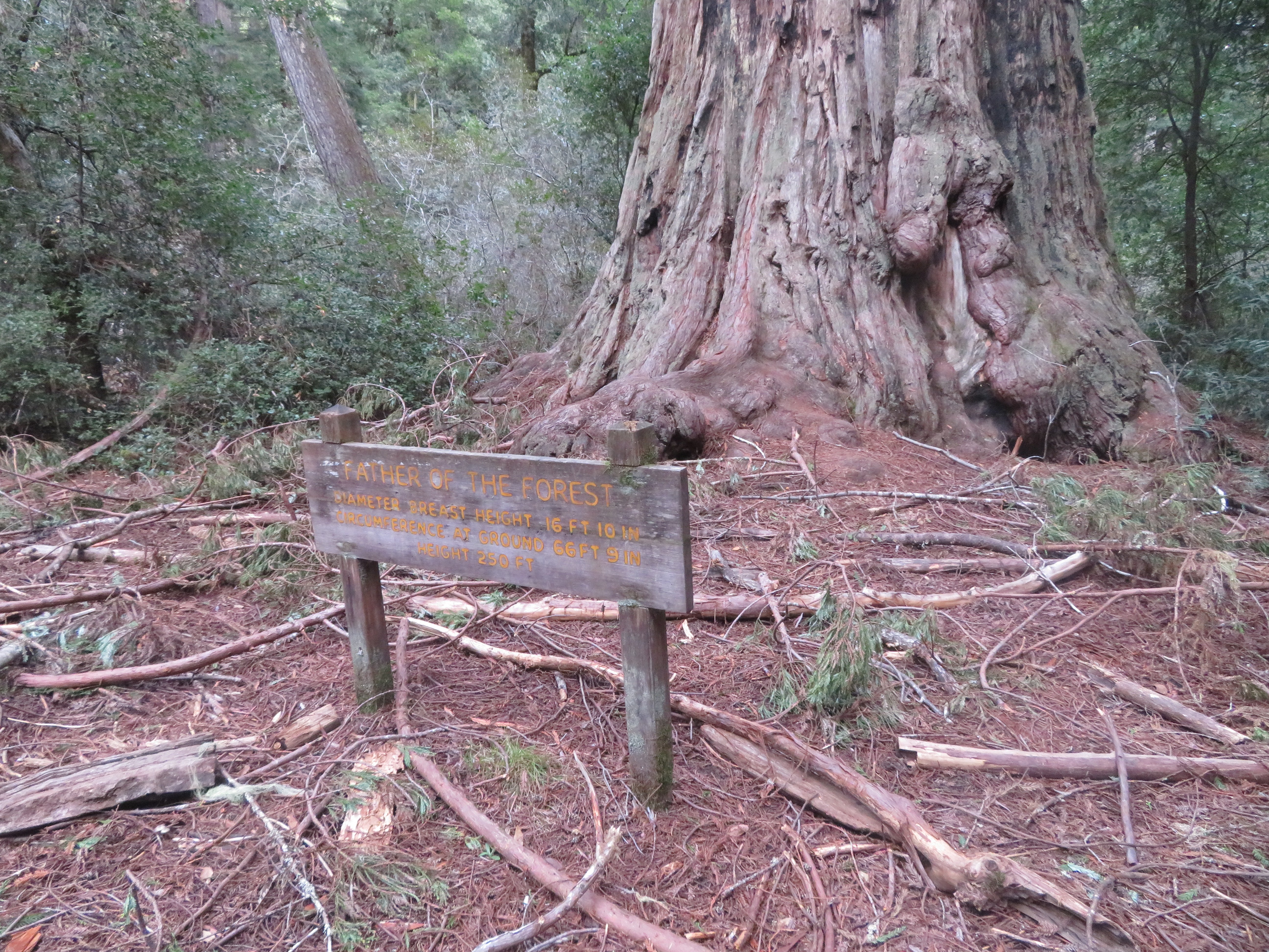 Father Earth outlet Forest