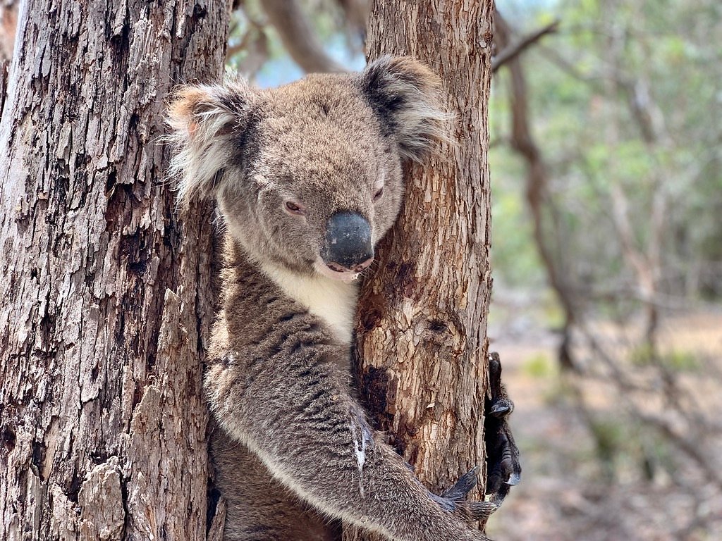 Kangaroo Island Hire a Guide, Остров Кенгуру: лучшие советы перед  посещением - Tripadvisor