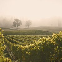 les vignes de La Cave de Genève