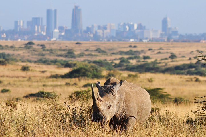 2024 Nairobi Nairobi National Park Tripadvisor   Caption 