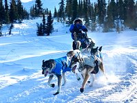 https://dynamic-media-cdn.tripadvisor.com/media/photo-o/1b/10/28/31/squid-acres-kennel-dogsled.jpg?w=200&h=-1&s=1