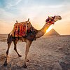 pyramids camel ride