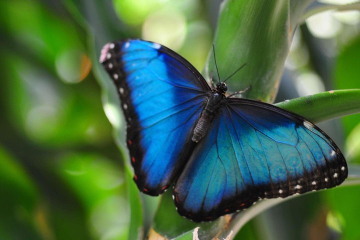 2024 (Monteverde) Butterfly Garden Tour in Monteverde