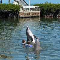 Dolphin Research Center (Grassy Key) - All You Need to Know BEFORE You Go