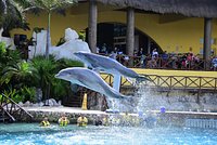 Aquarium Beach Cozumel - All You Need to Know BEFORE You Go