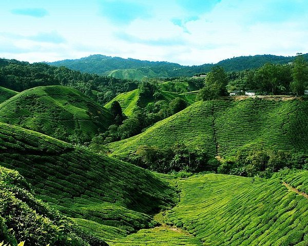 RAJU HILL STRAWBERRY FARM (Cameron Highlands) - All You Need to Know ...