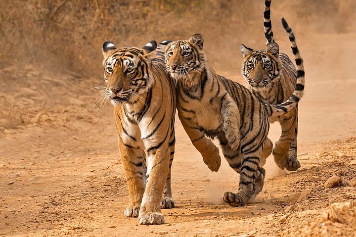 wildlife safari in jaipur