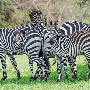 Park Shoebill Entebbe 21 All You Need To Know Before You Go Tours Tickets With Photos Tripadvisor