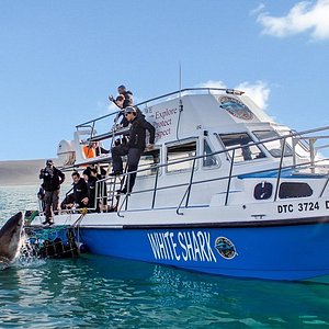 gansbaai shark tours