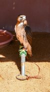 Kalba Bird of Prey Centre Sharjah: Location, Timings & more - MyBayut