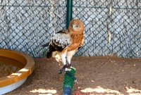 Kalba Bird of Prey Centre Sharjah: Location, Timings & more - MyBayut