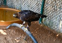 Kalba Bird of Prey Centre Sharjah: Location, Timings & more - MyBayut