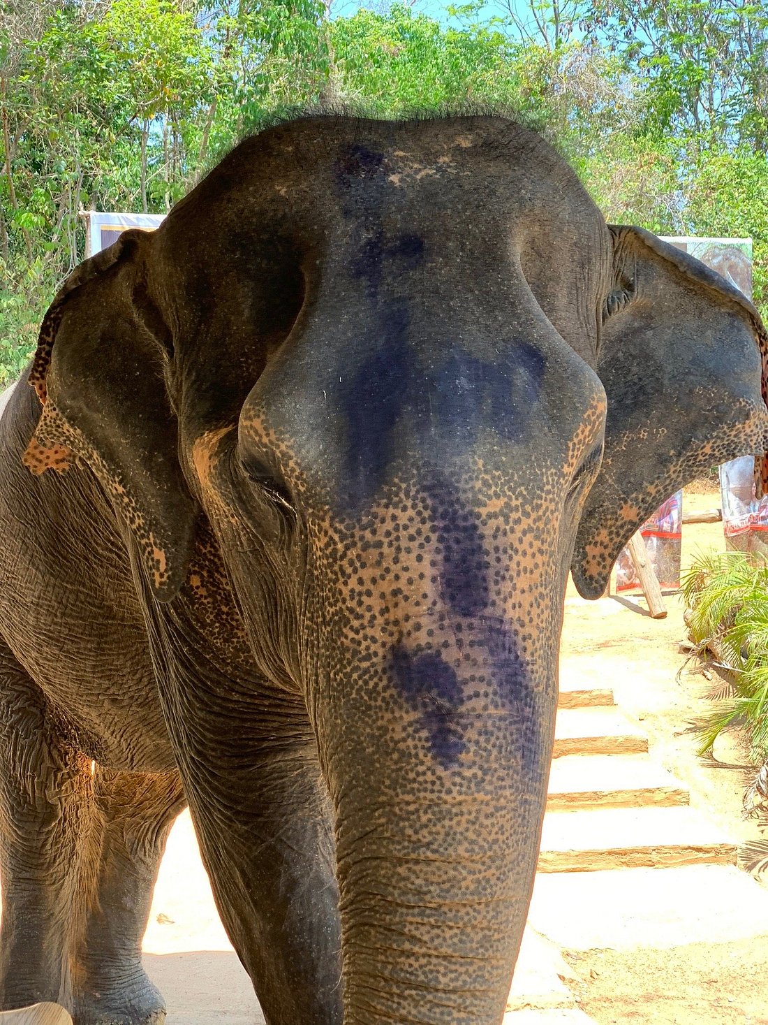 Elephant jungle sanctuary