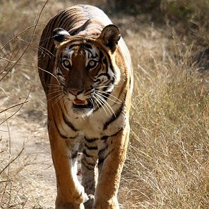 mp tourism panna national park