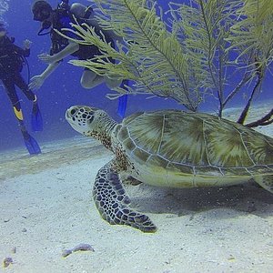 Montego Bay Marine Park History, Everything You Need To Know