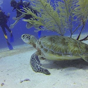 Adventure  Montego Bay Marine Park