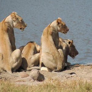 NKANDLA FOREST RESERVE (KwaZulu-Natal) - Qué DEBES saber antes de ir