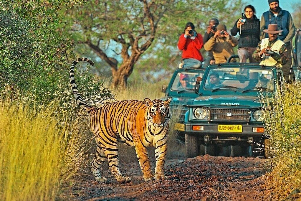 RANTHAMBORE NATIONAL PARK (Sawai Madhopur) - All You Need to Know BEFORE  You Go