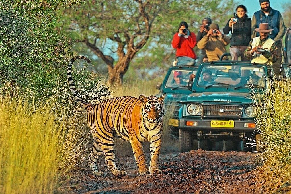 Ranthambore National Park Sawai Madhopur 2023 Alles Wat U Moet Weten Voordat Je Gaat 