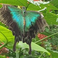 Kemenuh Butterfly Park (Gianyar) - All You Need to Know BEFORE You Go