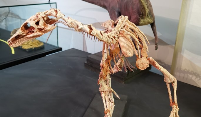 CAPPA-Centro de Apoio a Pesquisa Paleontologica da Quarta Colonia