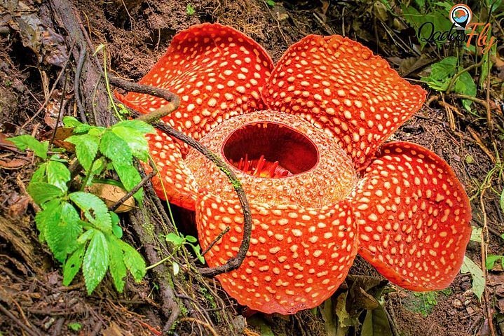 cameron highlands rafflesia tour