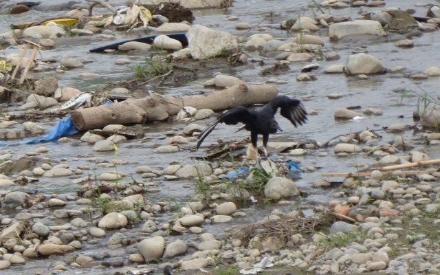 wildlife competing with rubbish.