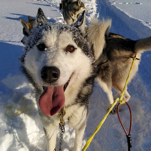 The 5 Best Things To Do Good For Couples In Senja Northern Norway The 5 Best Things To Do Good For Couples In Senja Northern Norway