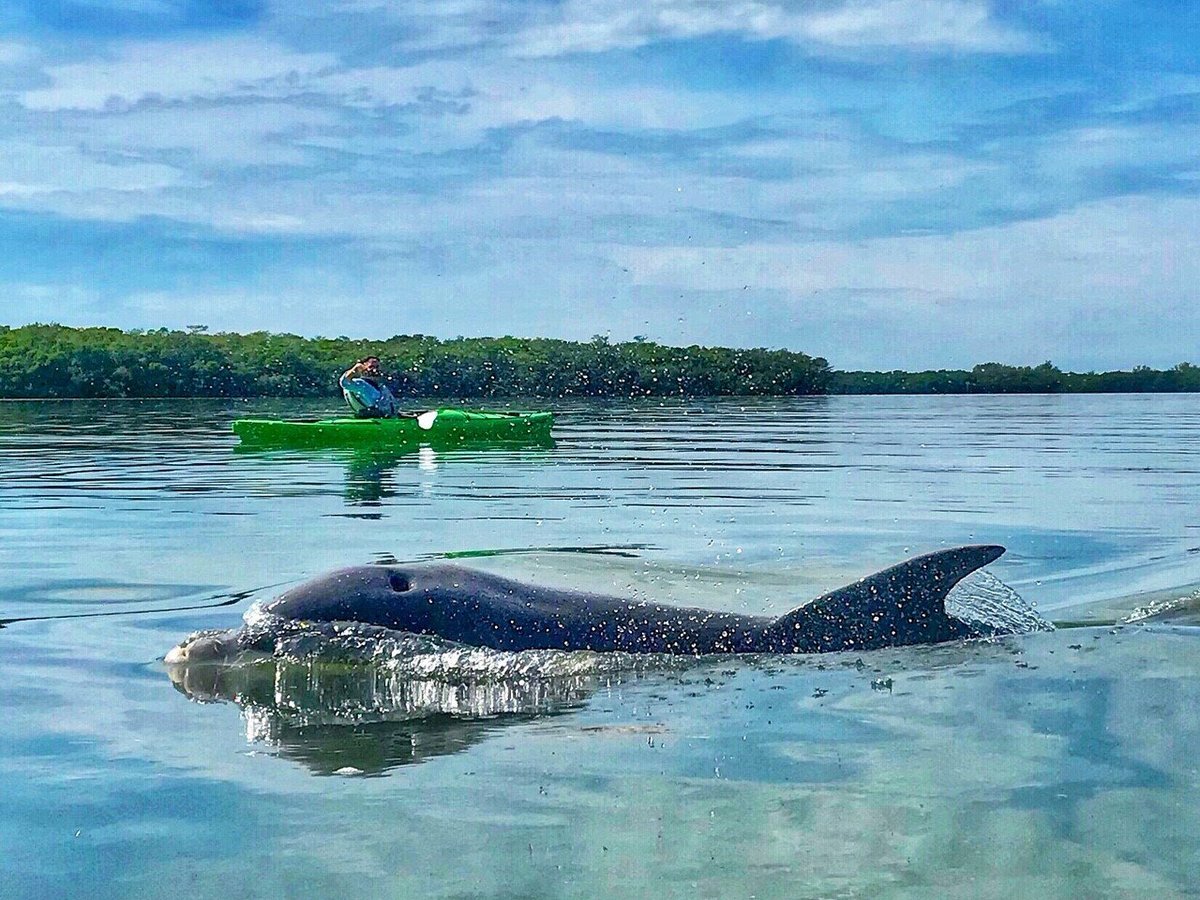 Coastal Kayak Charters - All You Need to Know BEFORE You Go (2024)