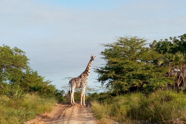 2024 3 Days Safari to Saadani National Park + Boat Safari from Dar es ...