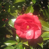Flower, Filoli Historic House and Gardens, Woodside, CA