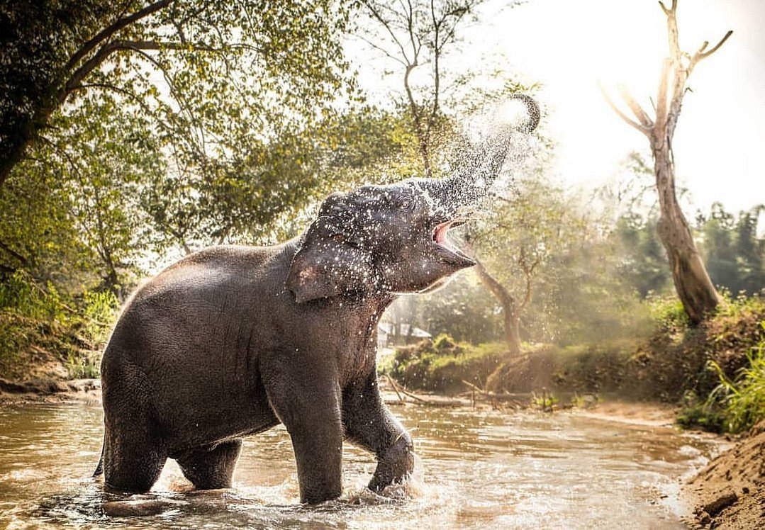Elephant Sanctuary