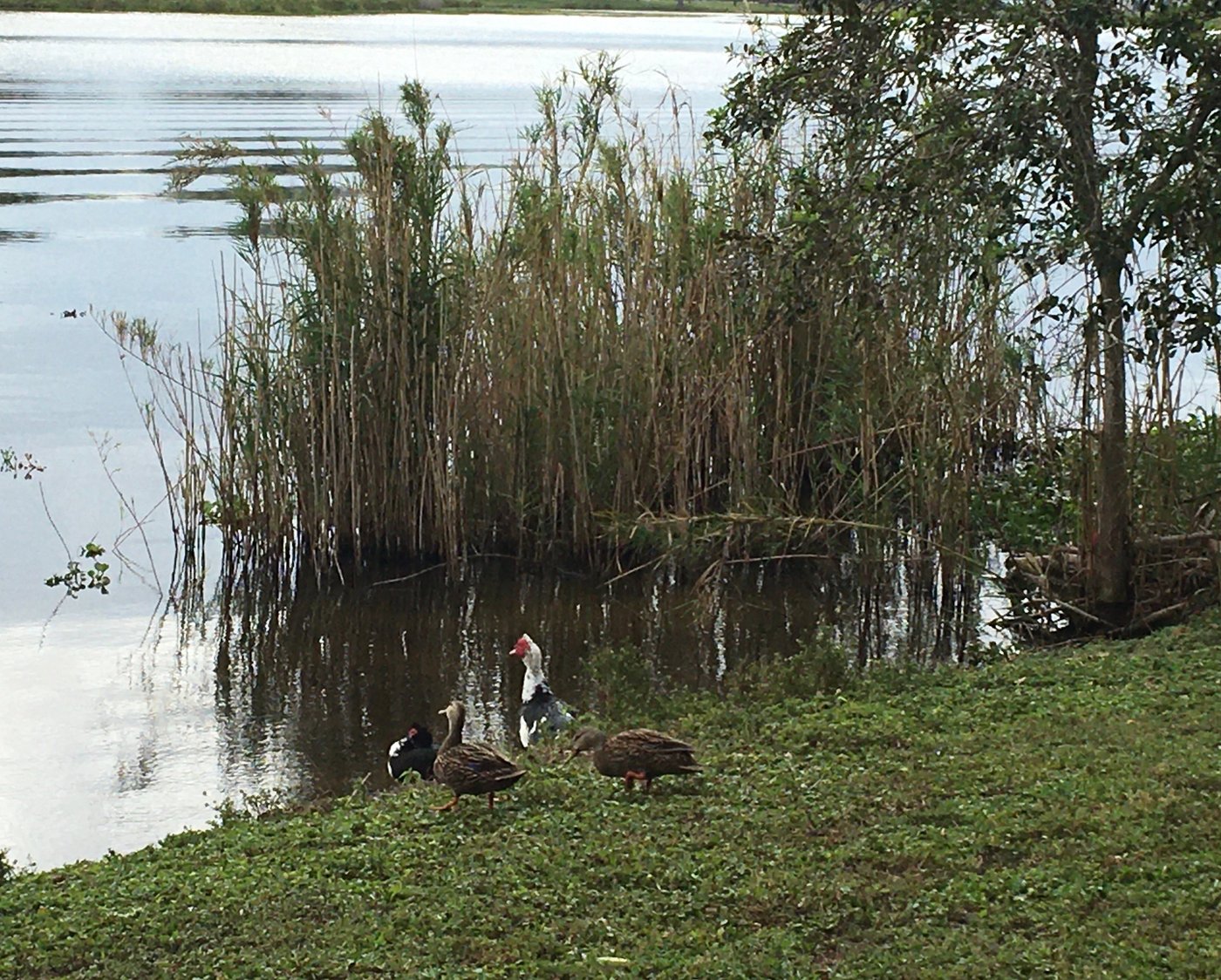 Escape to Paradise: John Prince Park, Florida's Hidden Gem