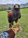 The Cumberland Bird of Prey Centre.